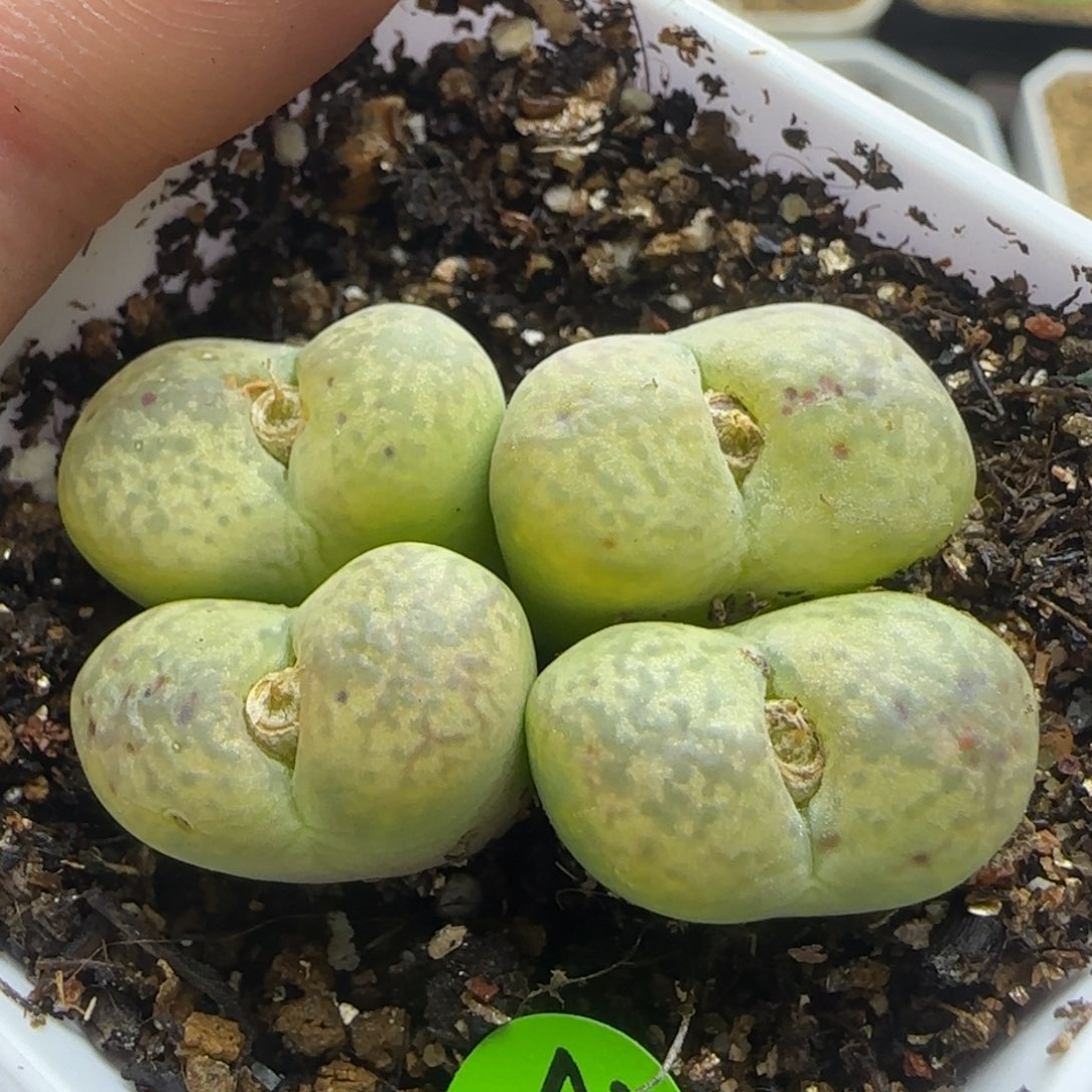 杂交群生多肉植物265