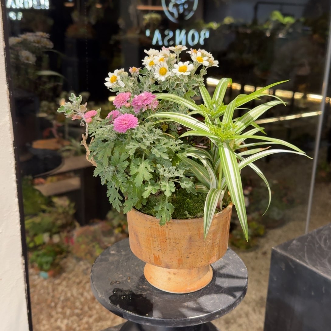 全部花朵山野草手作盆