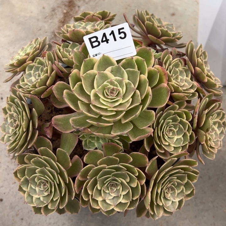 415粉花妖22厘米左右