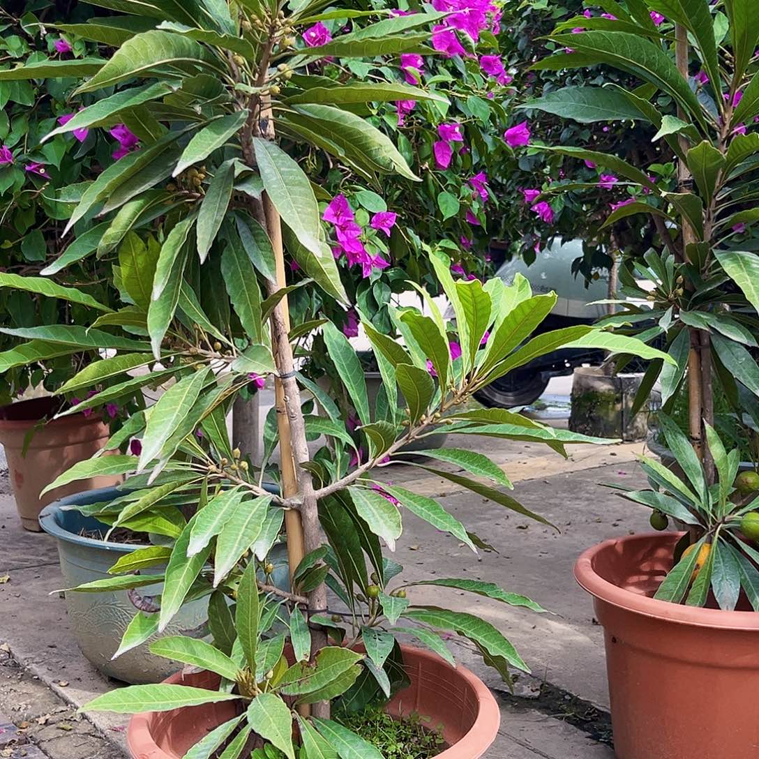 吻***身无花朵8888888888888888