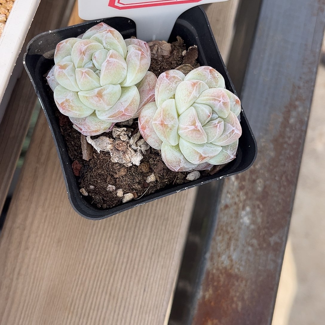 冰玉双头一物一拍