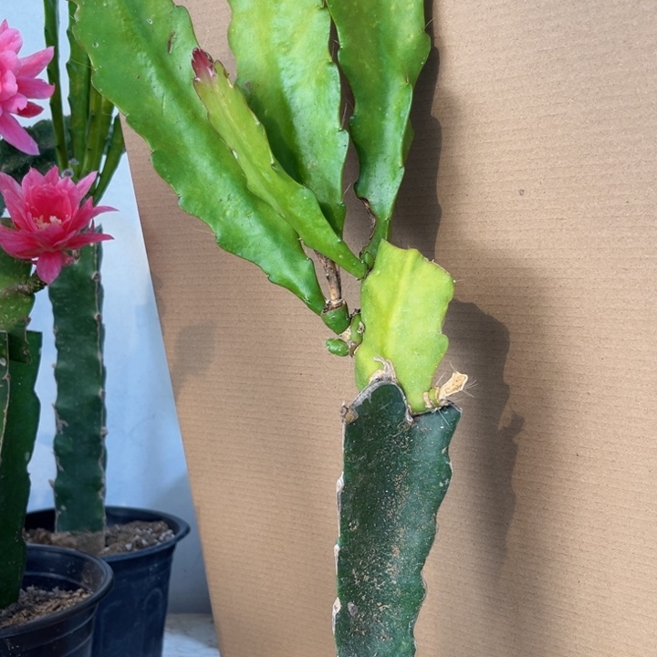 当前无花栽培后可以开花562