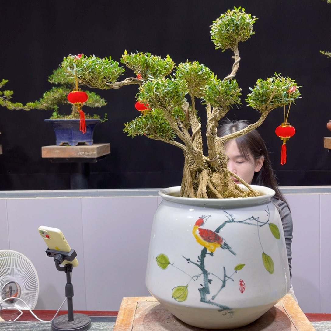 四季常青老桩黄杨盆景