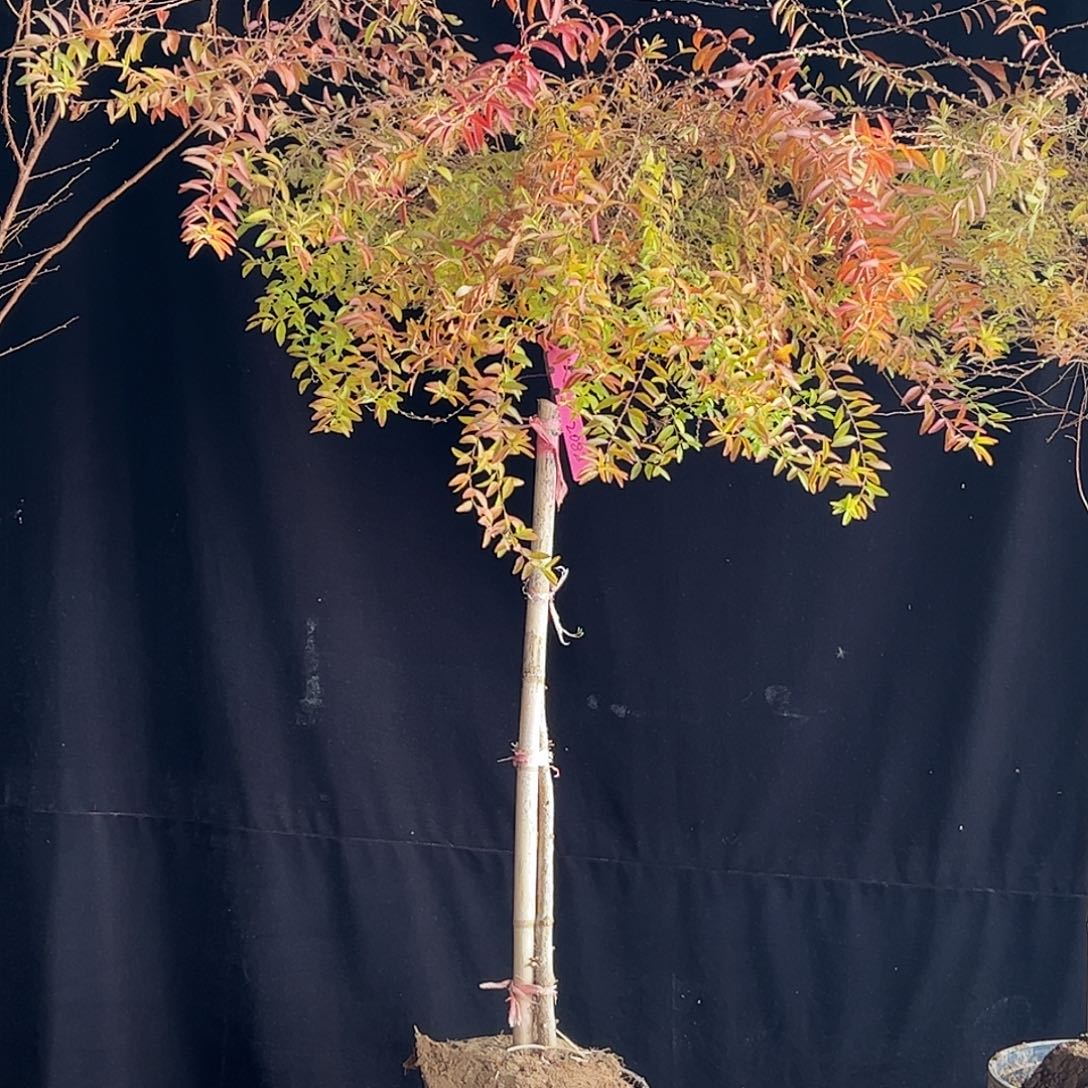 完全开放喷雪花雪柳棒棒糖