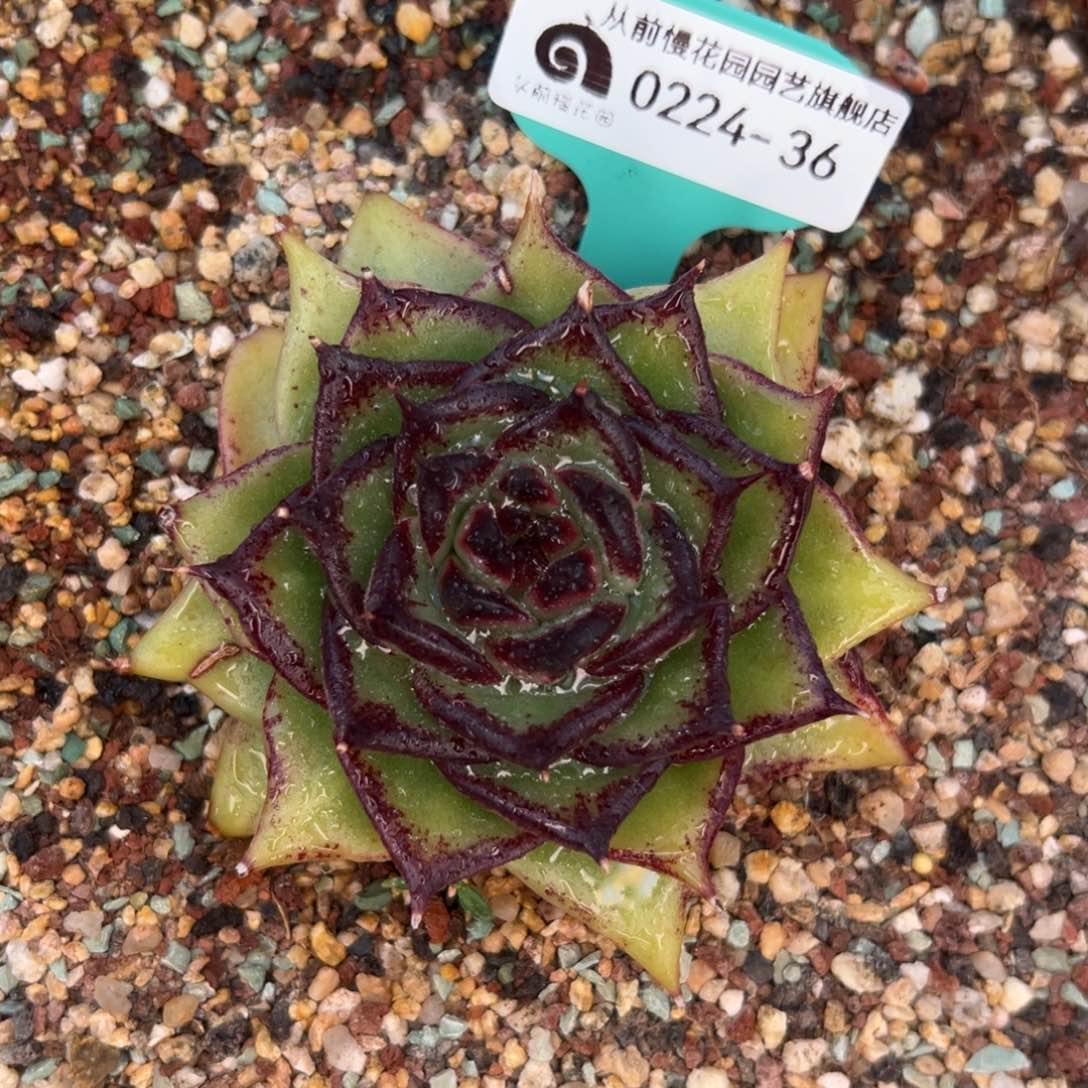 多肉一物一拍0224-36