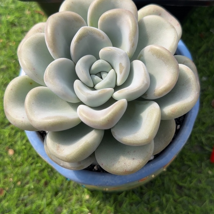 玉麒麟群生多肉植物