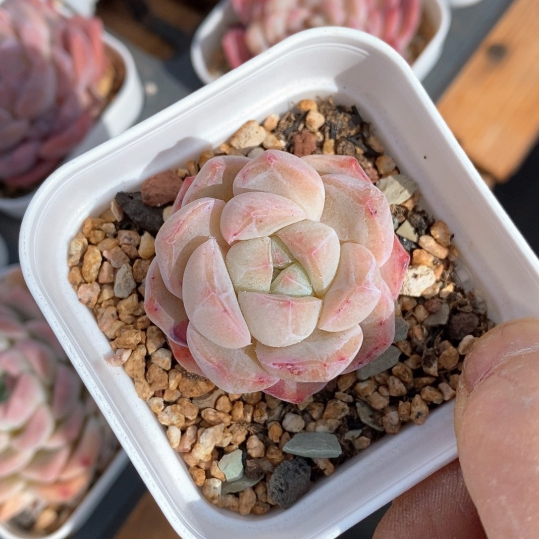 精品多肉一物一拍不包整124