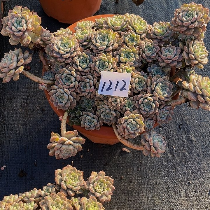 嫣**笑粉布偶群1212