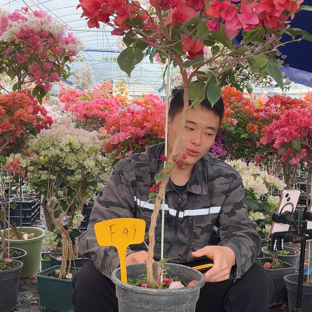 无***草大部分花苞少量开放F49不甜西瓜