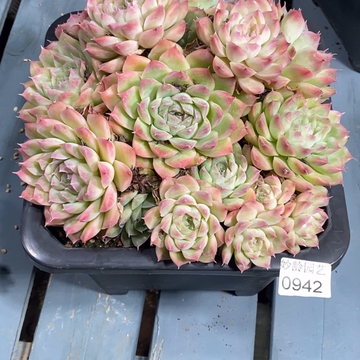 一***了942杂交老桩基地～20厘米