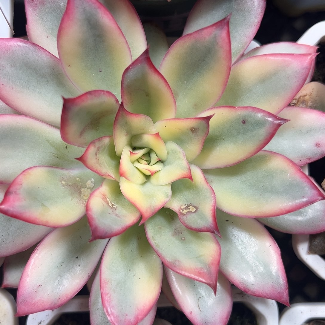 满38包邮月光女神锦