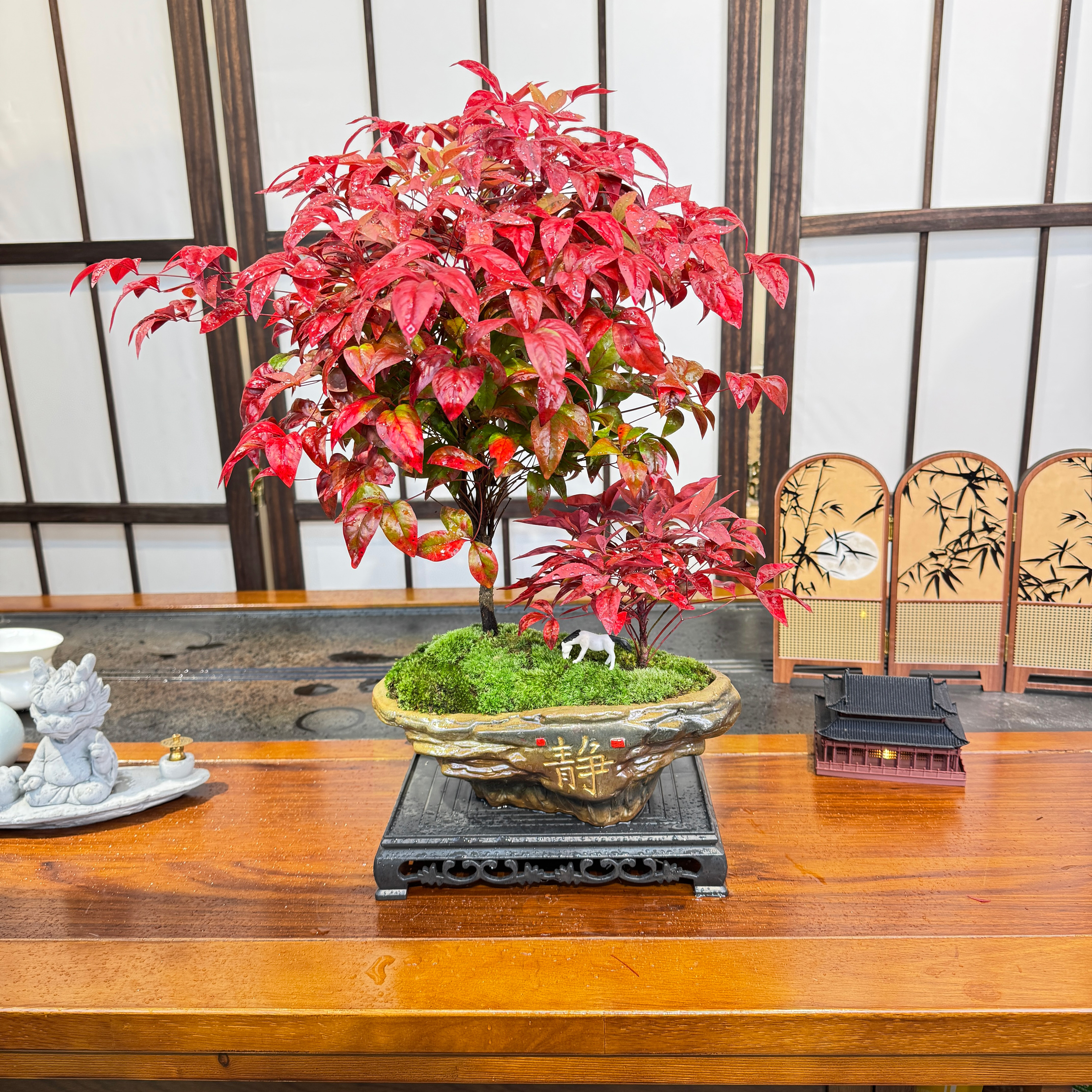 【红运当头】火焰南天竹耐寒红叶年宵花客厅桌面禅意盆景观叶植物