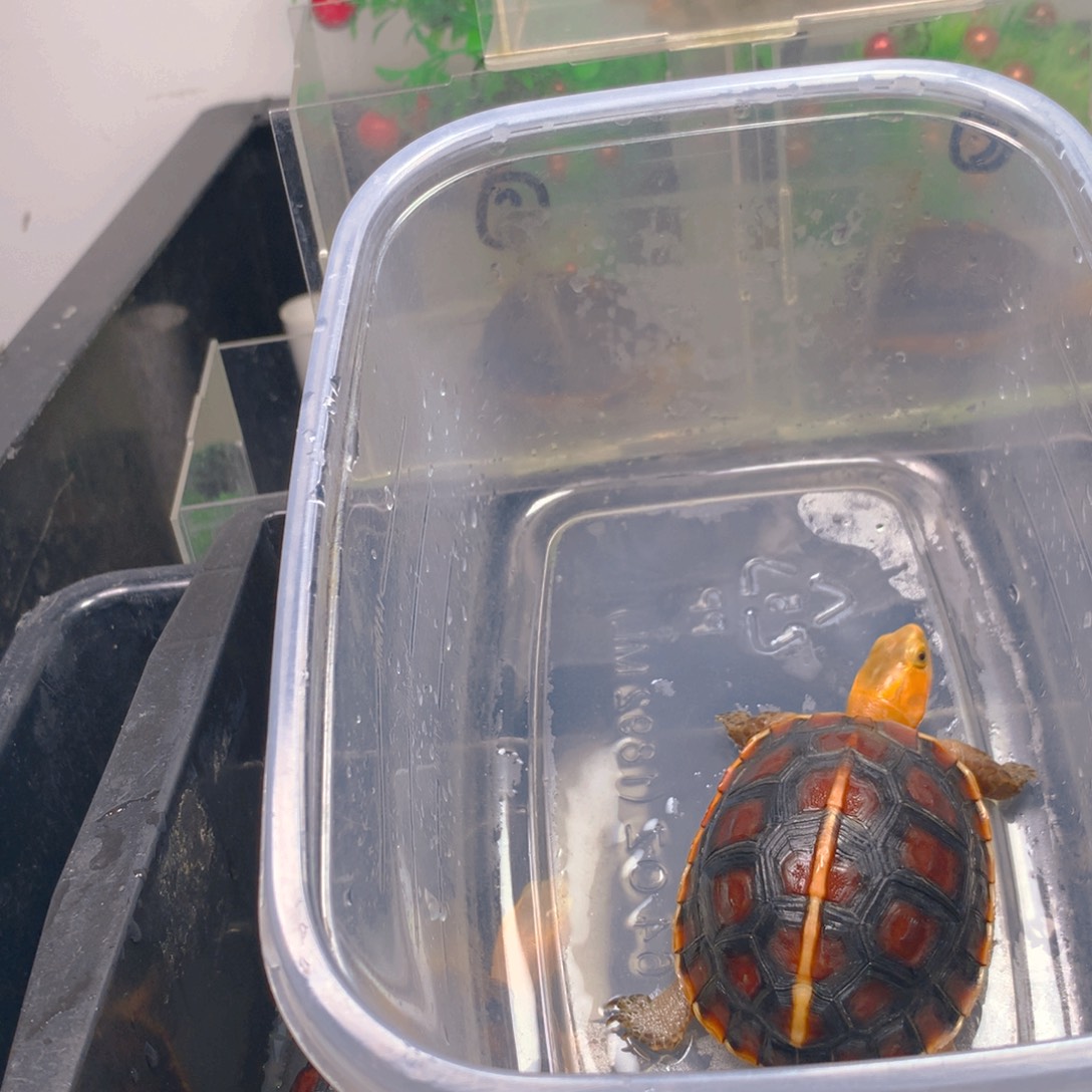 母宠物龟安缘偏公