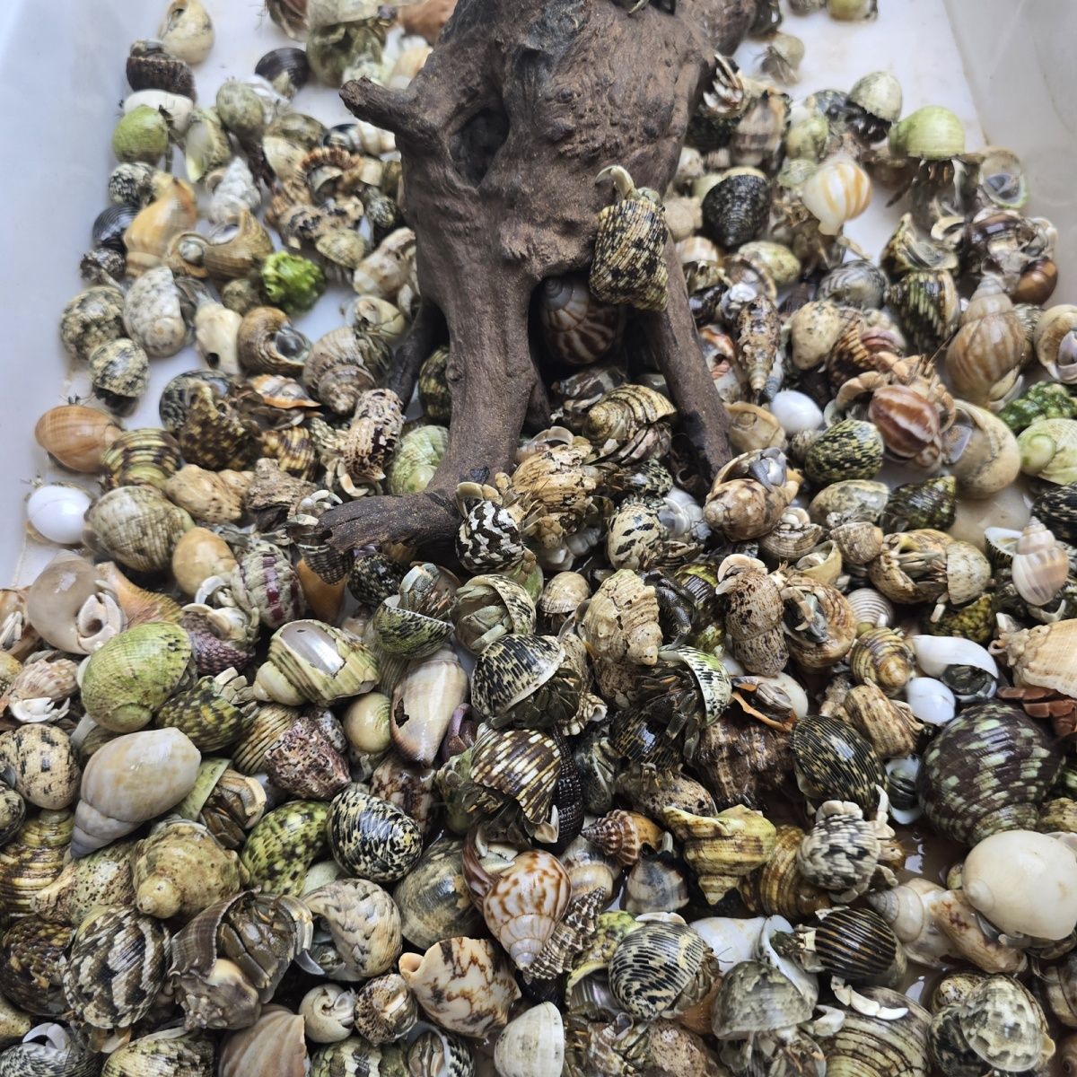 活泼可爱豆丁陆生寄居蟹懒人宠物爬虫萌宠观赏蟹