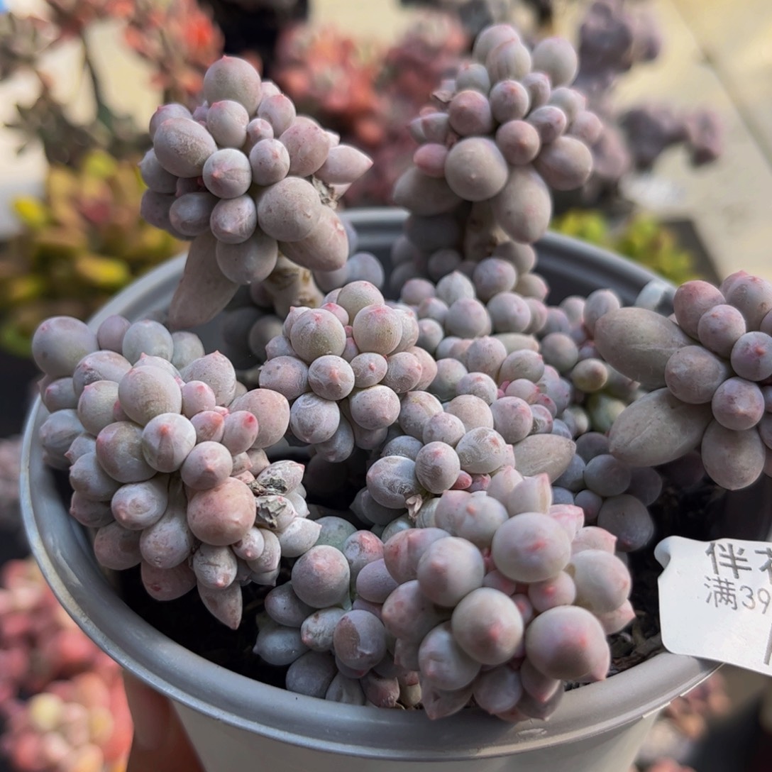 817香水手指10cm多肉植物