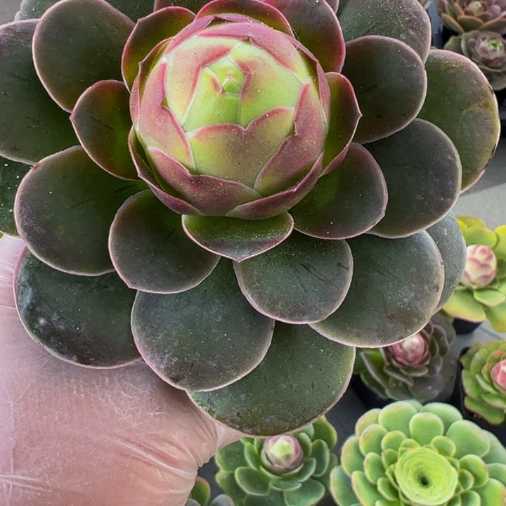 陈****）精品帕系山地玫瑰