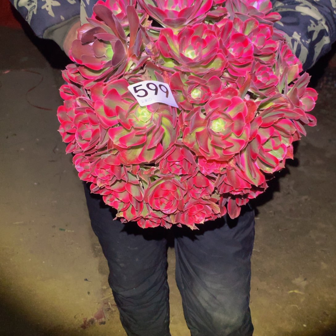 法师多肉植物599