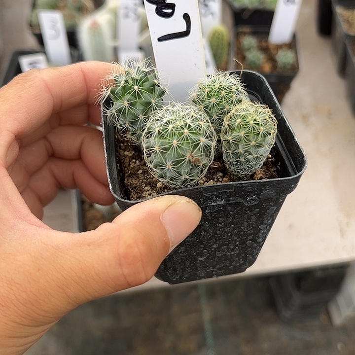 607号白虎娇丽1盆5颗