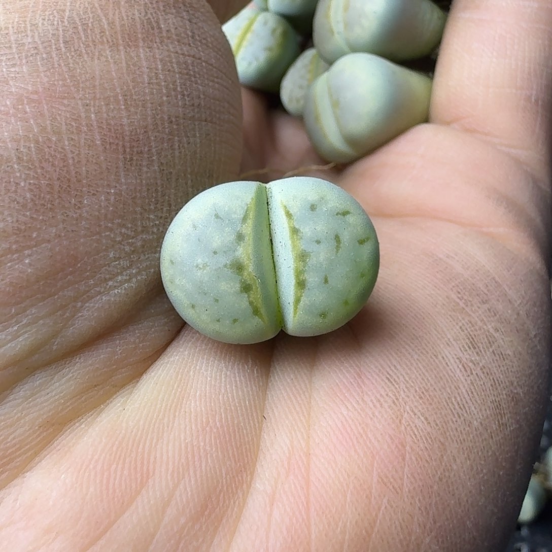 只***42618 哈哈哈哈哈哈哈哈