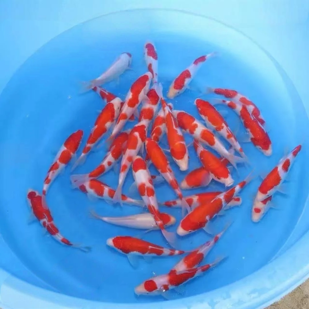 绿牌1-100号收到货务必拍开箱视频红白三色锦鲤蝴蝶鲤小金鱼火鲤