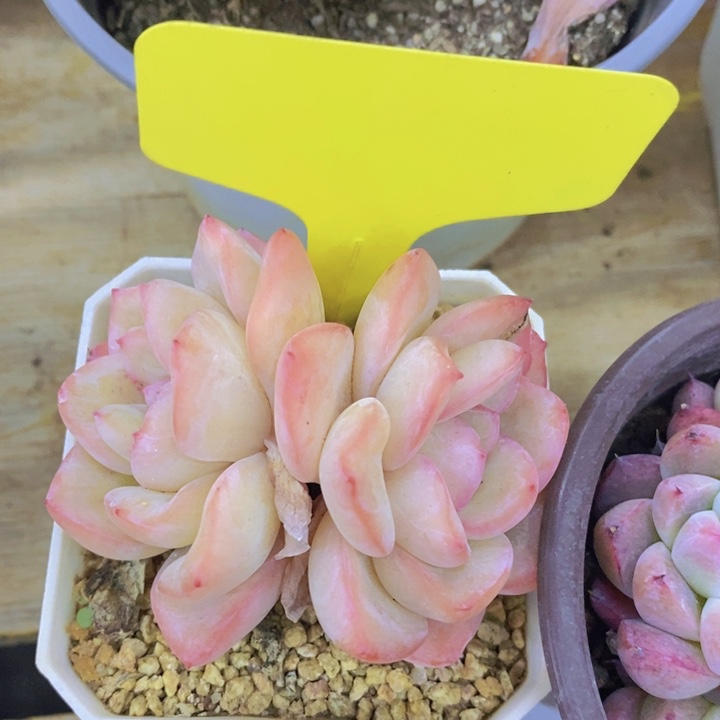 多肉植物，开心多肉