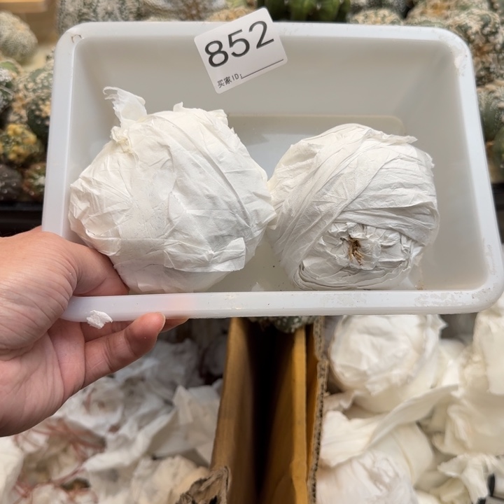 兜星球仙人球852号