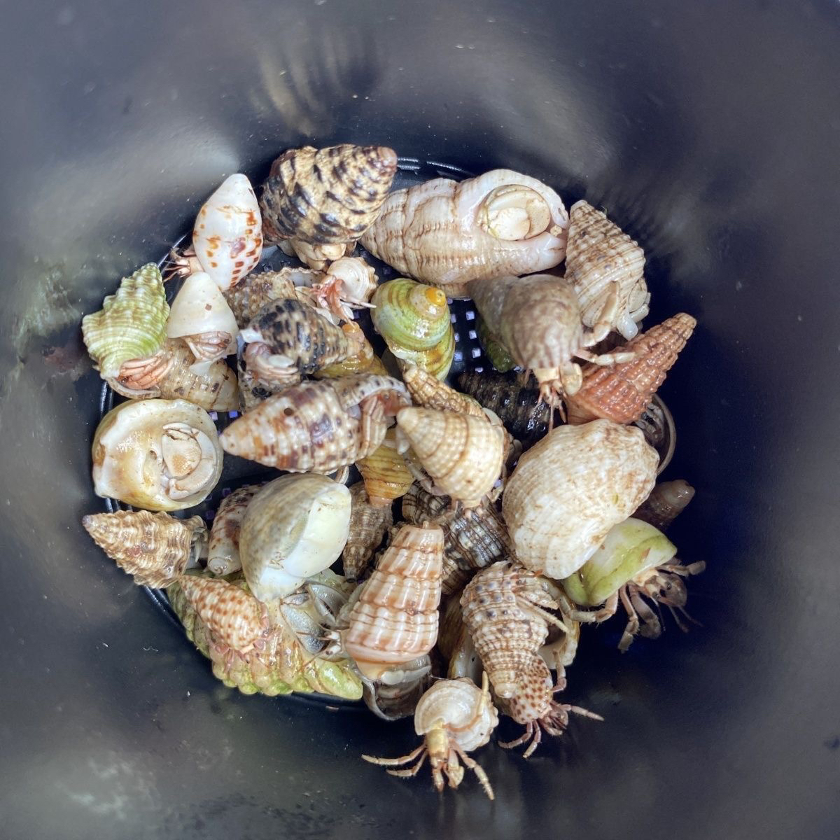 寄居蟹彩豆萌宠陆生寄居蟹直播间挑选不带套盒