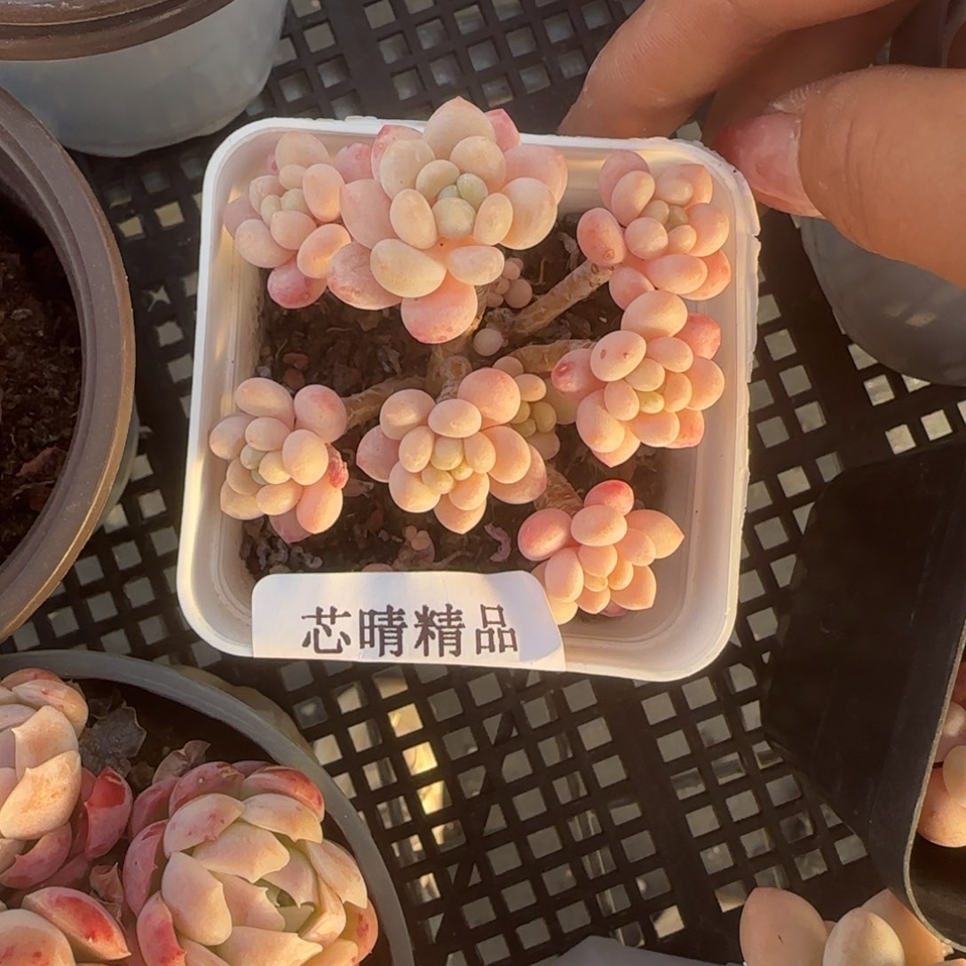 闪购精品多肉154号