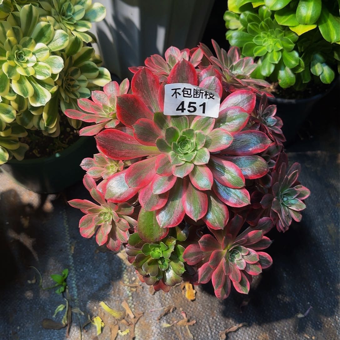 451多肉法师锦1111