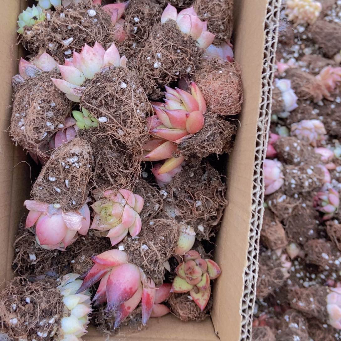 精品多肉植物保底60