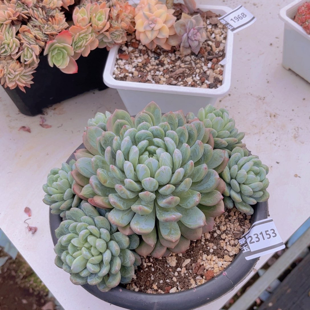 百达翡翠多肉植物23153