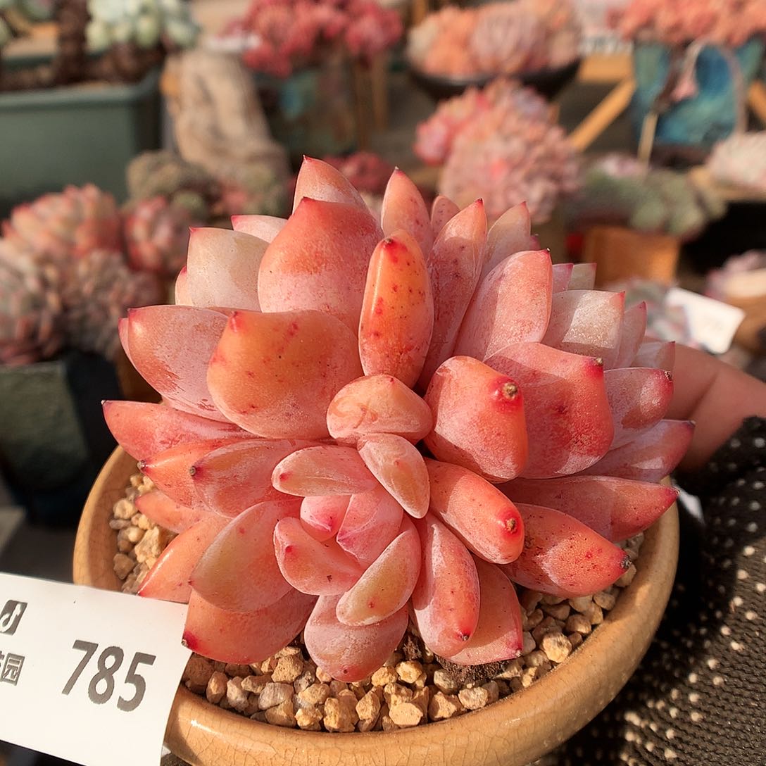 785雪天使多肉植物3333
