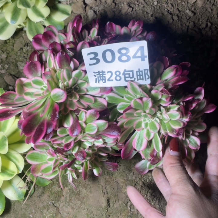 3084一号棚福利缀M