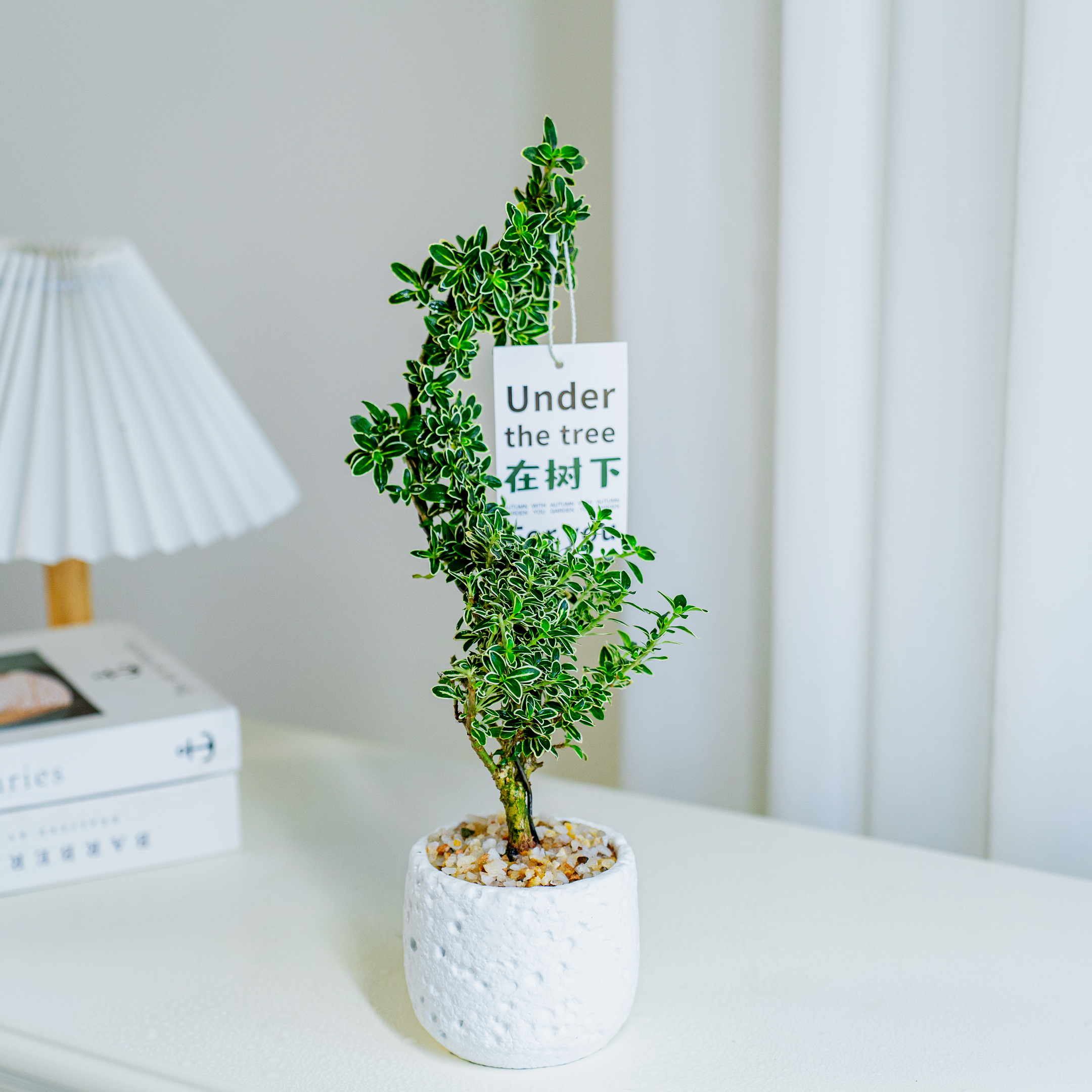 六月雪在树下意境垂枝悬崖六月雪茶桌禅意室内桌面盆栽