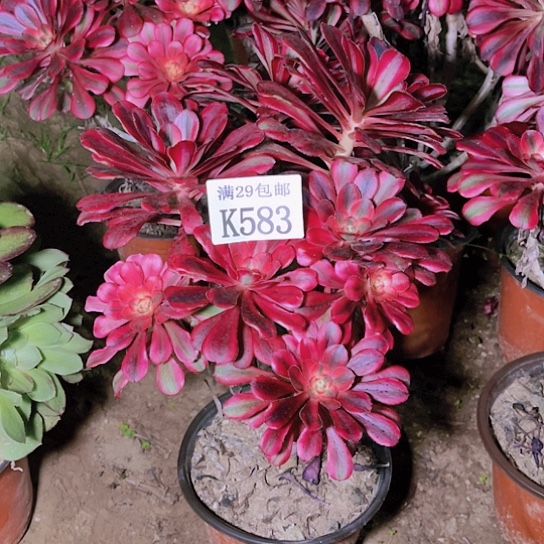 583香奈儿多肉植物