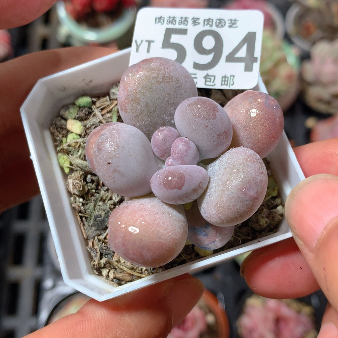 5CM拇指盆精控多肉YT594