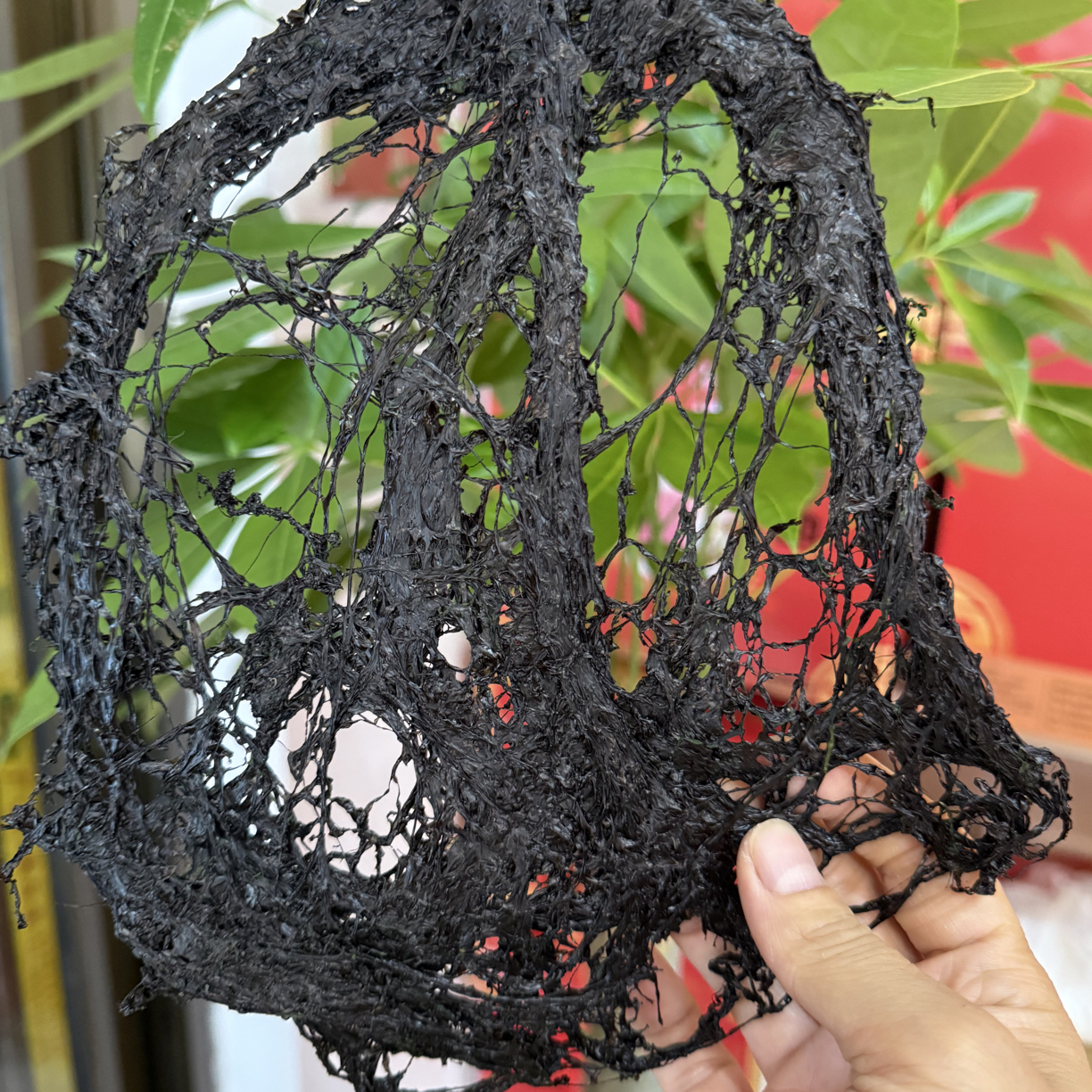 头水紫菜第一天剪齐超细腻好吃