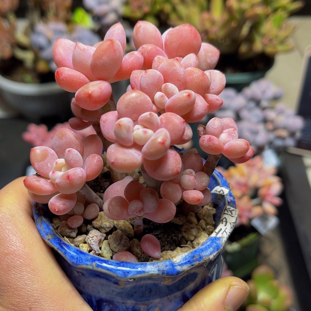 507樱花洛神9厘米多肉