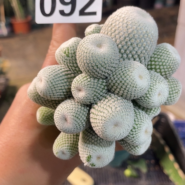 092小人帽一个群仙人球