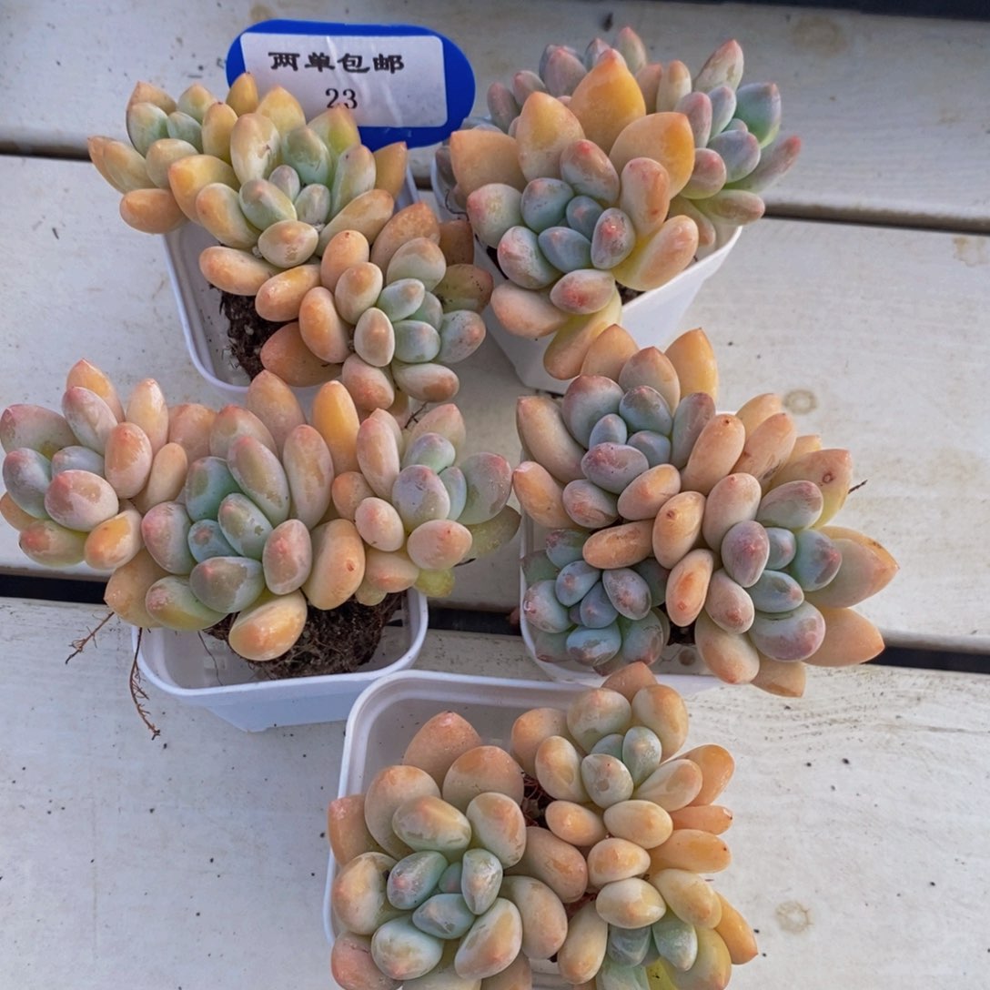 23-精品奶油香水群五个