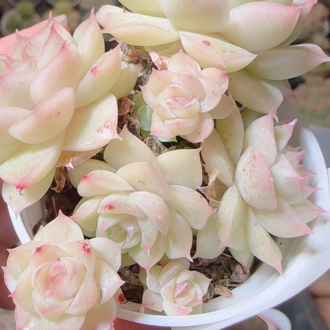 花语逸镜1113-118散