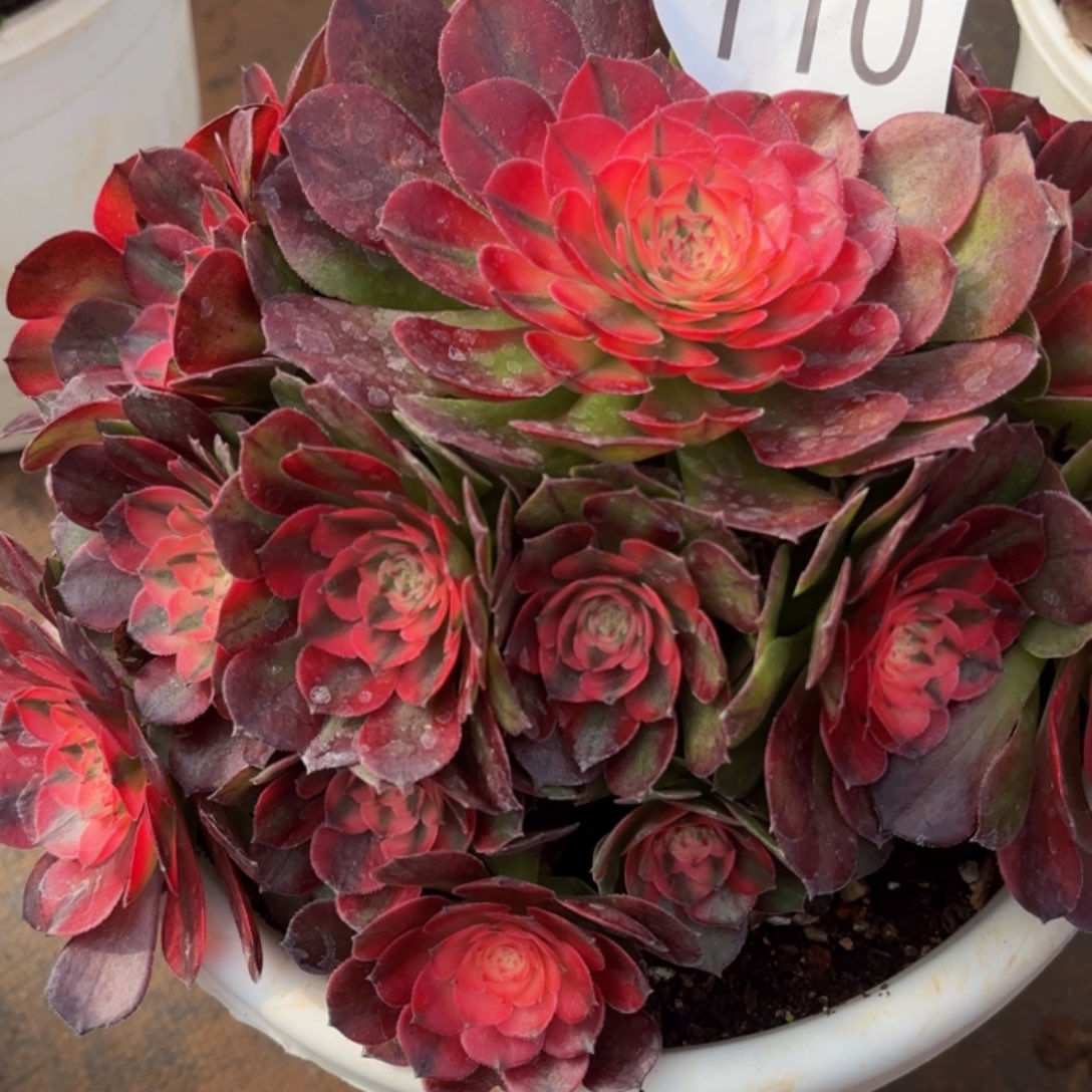 林***缘哈哈多肉葡萄福利110