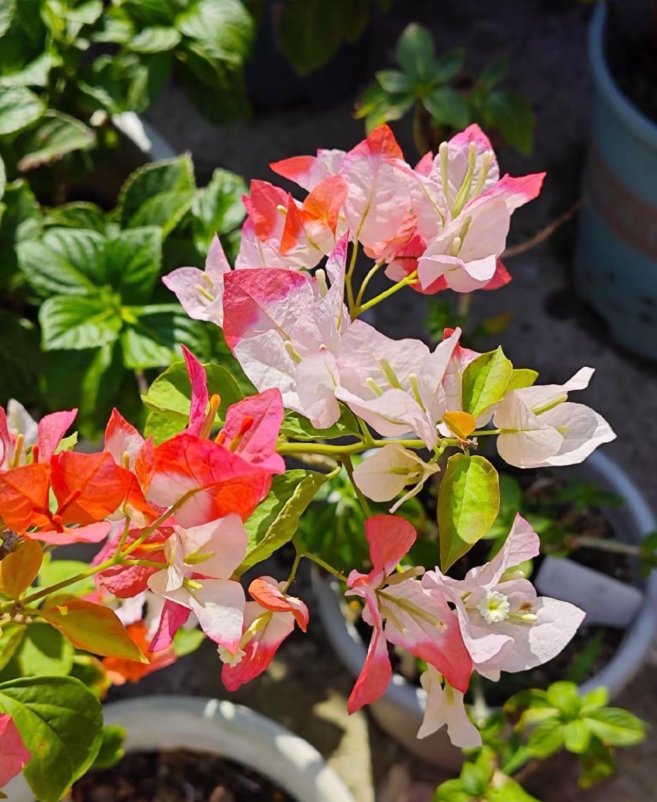 【橙口红】 高级变色勤花耐活三角梅