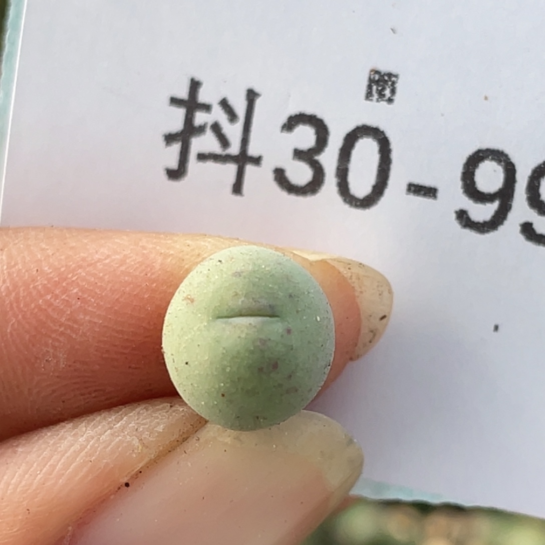 30-99鸭嘴兽苗肉锥