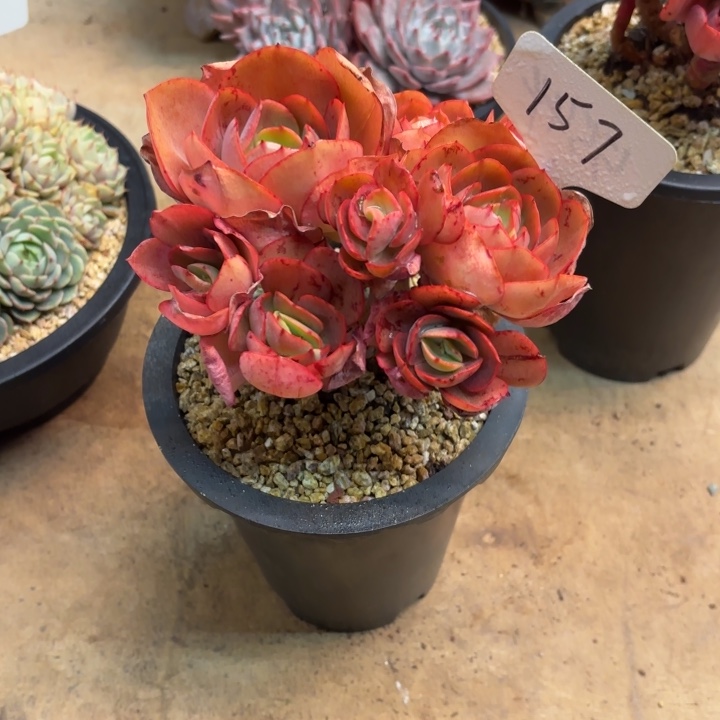 多肉植物，秀妍157号