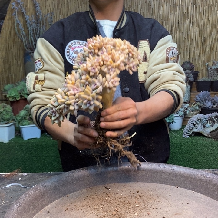 简***活313 号淡雪多肉植物