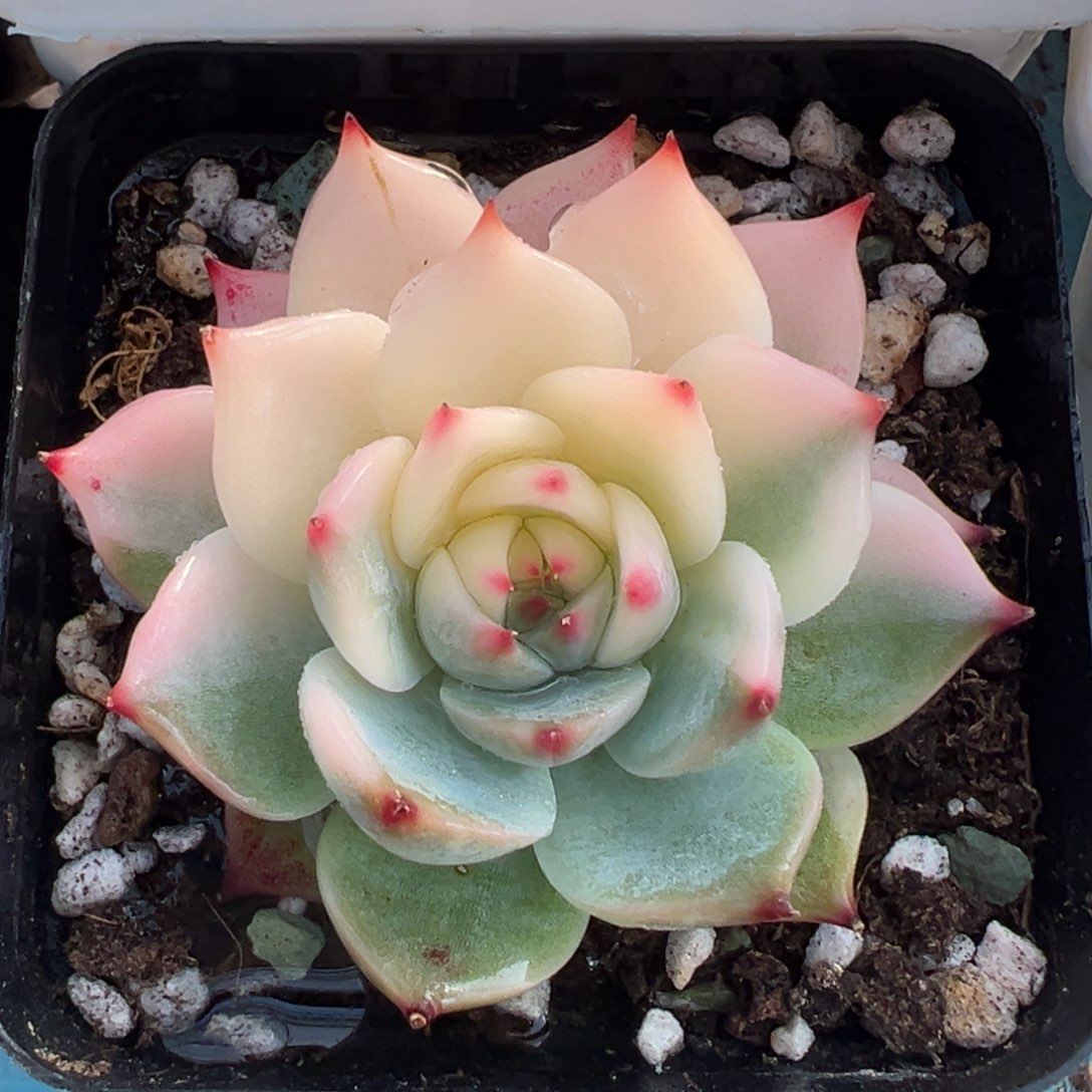 吉娃娃锦，阴阳脸