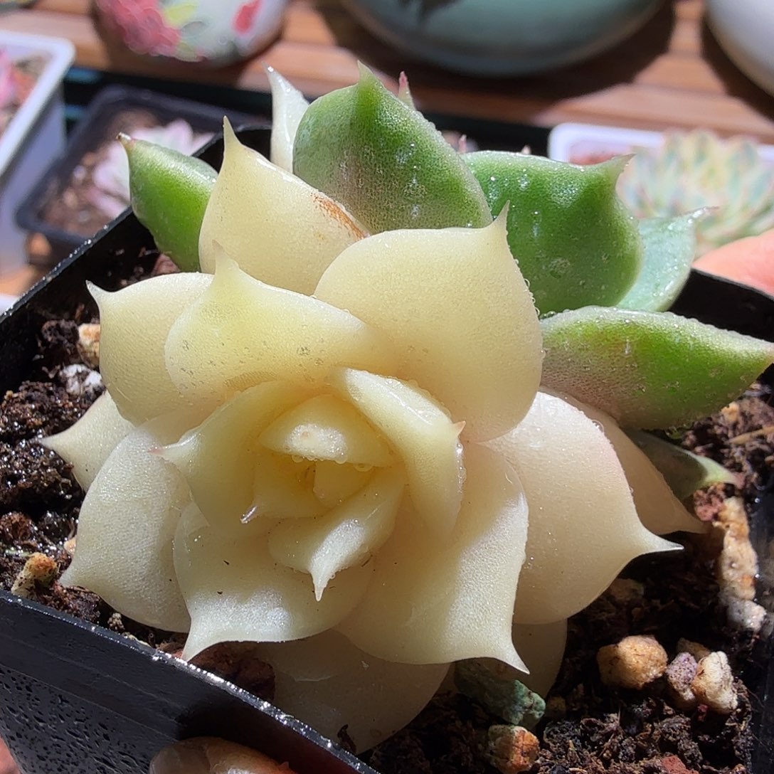 贝加尔湖锦，多肉植物