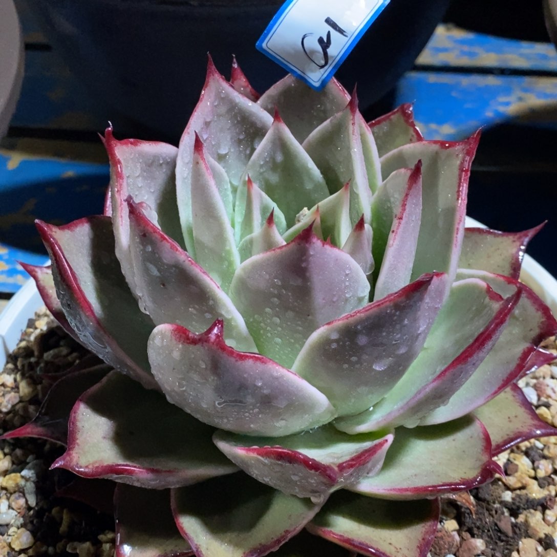 福利宽叶星星a1       