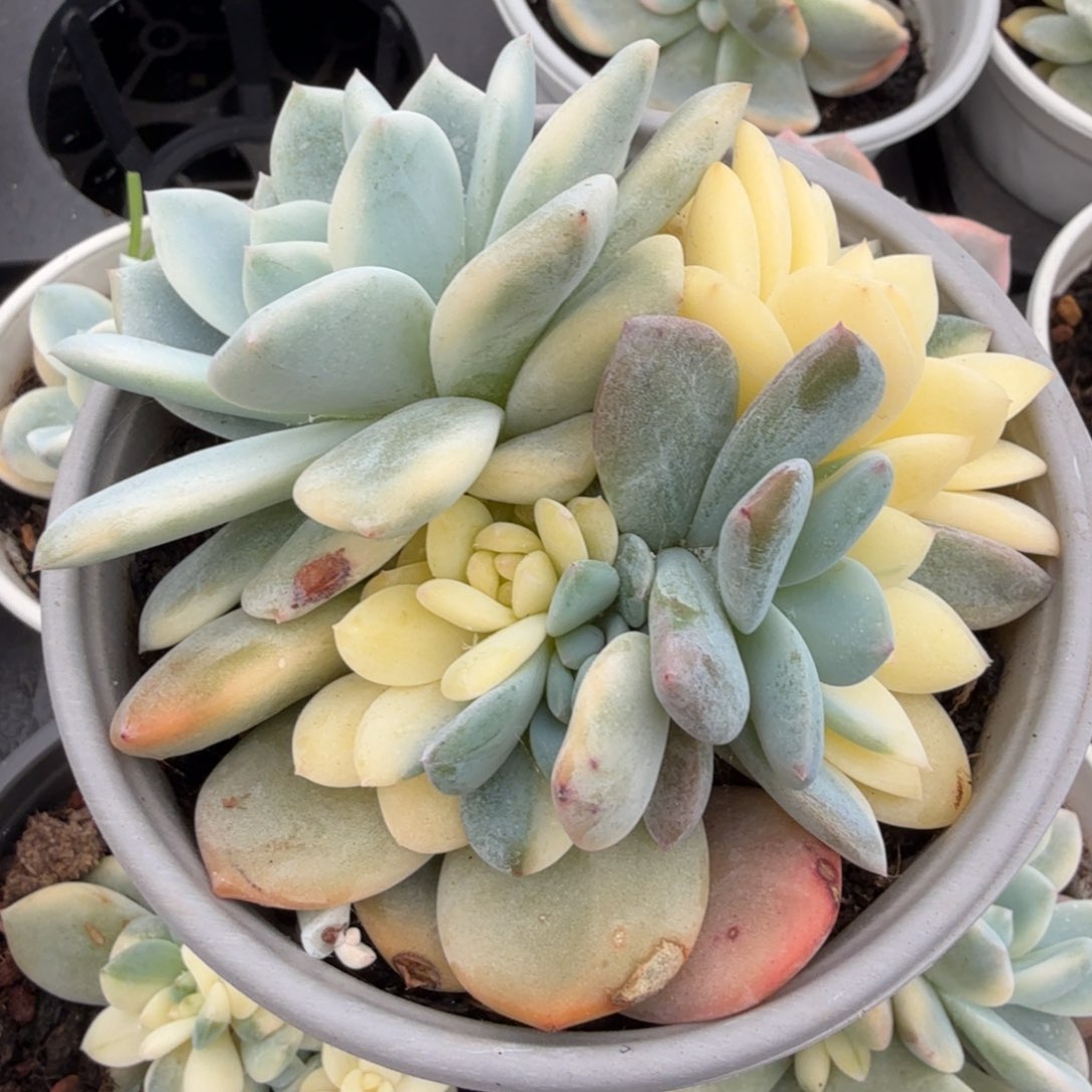 橙梦露锦腹轮锦一颗动态魂